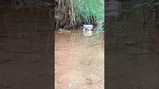 scx10 ii rubicon short, river trailing