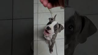 Drax having some pasta - blue nose pitbull puppy dog