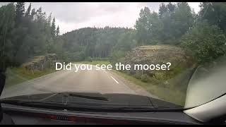 DASHCAM: Did you see the moose? | CaptainsVoyage