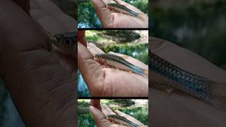 Mancing Wader Pari Teknik Pecut - Sekali Plung pasti Langsung Haup. #microfishing #mancingwader