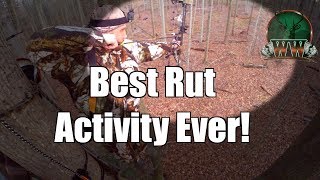 Awesome Rut Activity | Chasing, Grunting, Fighting