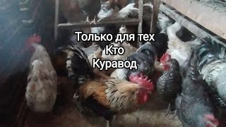 Только для тех кто Куравод. Вы знаете как содержать Кур.