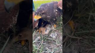 Bird Falcon Eating Bird #birds #wildlife #falcon #eagle #hawk #animals #shorts #attack #hunting