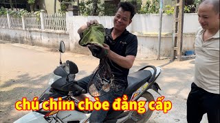 Đón tiếp ae từ bình định ra Bắc đi tìm tổ chim - tình cờ gặp chú choè than khách đẳng cấp