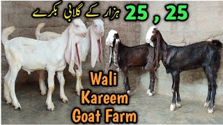 25 , 25 Hazar K Gulabi Bakray 🔥 Chamba Print Pair. Wali Kareem Goat Farm. lalukhet Kamori Ablak.