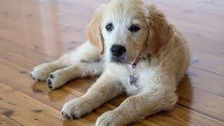 Creating a Safe Space for Your Golden Retriever: DIY Puppy Playpen