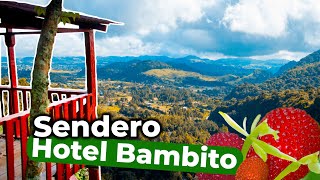 Sendero al Mirador del Hotel Bambito | Tierras Altas de Chiriqui, Panama