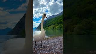 beautiful duck lake mountain #lake #mountains #duck