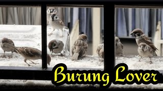 Burung Burung datang makan hari hari i punyak rumah banyak nya burung ya #burung #burunglovebird