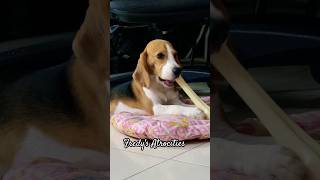 Beagle puppy's Atrocities |Fredy the beagle|#Shorts