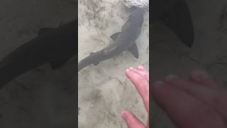 How To Catch A Shark With Your Bare Hands! #fishing #nature #outdoors #animals #trending #shorts