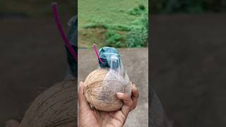 COCONUT 🥥 Vs Vip Green SUTLI BOM #experiment #lalu ke experiment