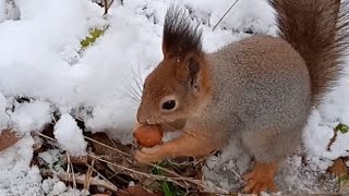 Бусинка спрятала фундук, а грецкий орешек понесла в свой домик на дереве ❄⛄😋🌰🐿❤🐾🌳🏡#белка #squirrel 🍁