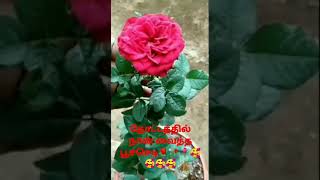 🎶 தோட்டத்தில் நான் வைத்த பூச்செடியே song🎶🎶🌹🌹🌹🥰🥰🥰🥰🥰🥰