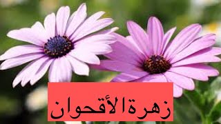 زراعة و رعاية و اكثار زهرة الأقحوان