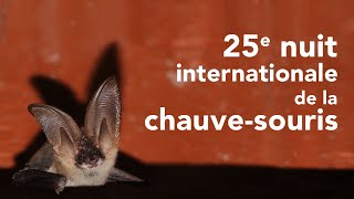 Visioconférence - 25e Nuit de la chauve souris