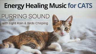 Music for Cats with Purring and Nature Sounds to Calm and Relax