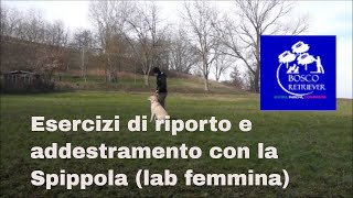 Esercizi di riporto e addestramento con la Spippola (Maya) labrador retriever femmina