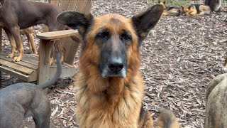 Lily the German Shepherd living with Gracilis Muscle Contracture