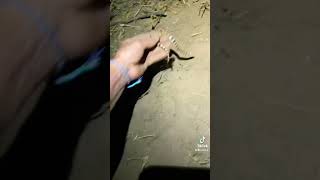 Snake swims under the sand!