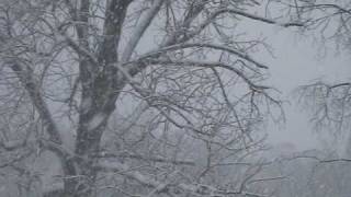 trees in snow