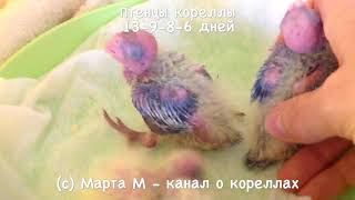 4-5 Птенцам 13-9-8-6 дн. Застукала Ричу. Корелла выщипывает птенцов в гнезде. асмр