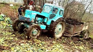 Трактор Т 40 застрял с прицепом навоза | Tractor T 40 stuck with manure trailer