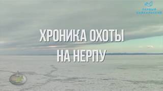 Не так поняли: хроника охоты на нерпу