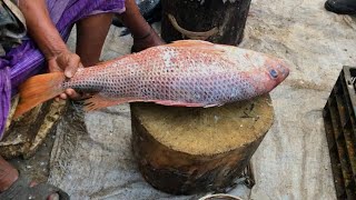 Very big red snapper fish cutting & chopping | Fish cutting in Bangladesh market