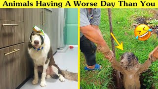 Animals Who Are Having a Worse Day Than You