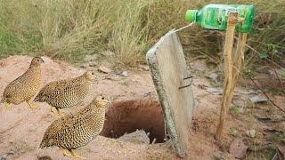 Experiment Quail Bird Trap Make From Bottle With Cover Jar & Deep Hole - Easy Make A Bird Trap