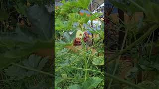 Okra | Ladies Finger at terrace garden | Organic veg | Urban Small Space farming #rooftop #shorts