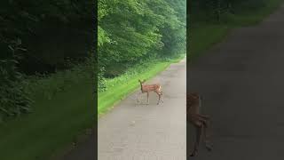 Deer on the metro park bike trail