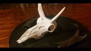 Here is the finished Antelope head i did for my wife.Her European Antelope Mount .