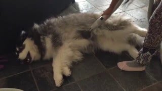 Vacuuming my Giant Alaskan Malamute