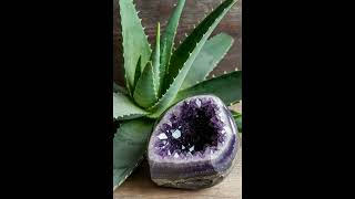 Cosmic Botany: Crystals & Houseplants Aloe Vera + Amethyst/The Green Witch Collection