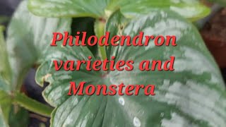 Philodendron varieties and Monstera  #philodendron #plants #gardening #varieties #Monstera