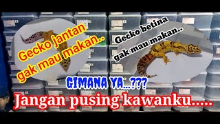 JANGAN PUSING KAWANKU,GECKO YANG GAK MAU MAKAN.ATASI DAN FAHAMI SEBABNYA.