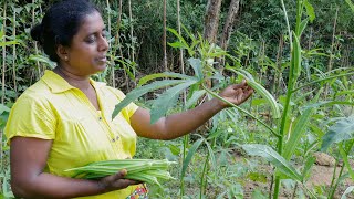 Okra Masala 🤔 Tomato sauce is added and made in masala method. .village kitchen recipe