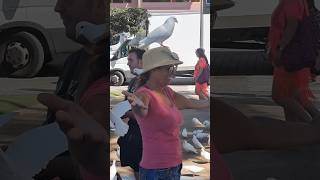 Pigeon Lady At The Dove Park Benidorm ##benidorm #alicante #spain #pigeon #doveparkbenidorm #dove