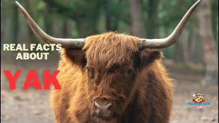 Real  Facts about  yak | Teacher Aide | Tibet | South Asia | Himalayan