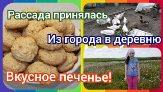 Кокосовое печенье! Прокультивировали мотоблоком картошку! Полю клубнику!