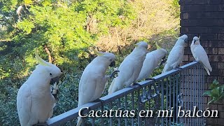 Cacatúas en mi balcón