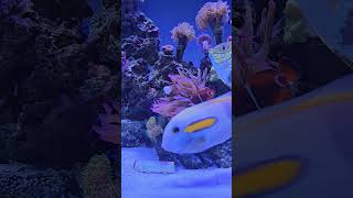 Anemone and clown fish #anemone #clownfish #reef #shortvideo #shorts #short #music #aquarium #fish