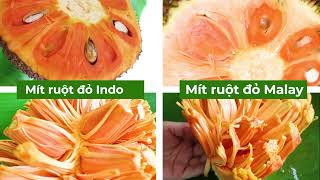 CÁCH PHÂN BIỆT MÍT RUỘT ĐỎ INDO VÀ MÍT RUỘT ĐỎ MALAY