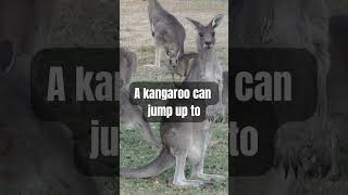 Kangaroos: The Super Jumpers of the Animal Kingdom