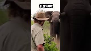 elephant #shorts #viral #trending