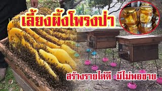 เลี้ยงผึ้งโพรงป่า | สร้างรายได้ดี |  มีไม่พอขาย |