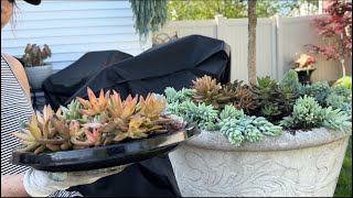 Planting up a fun succulent container