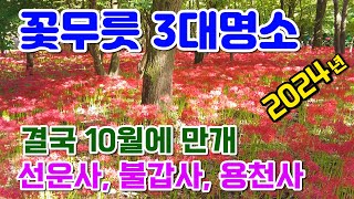 국내 꽃무릇 3대명소/고창 선운사/ 영광 불갑사/ 함평 용천사